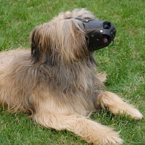 Намордник для собаки бриара «Trained dog»